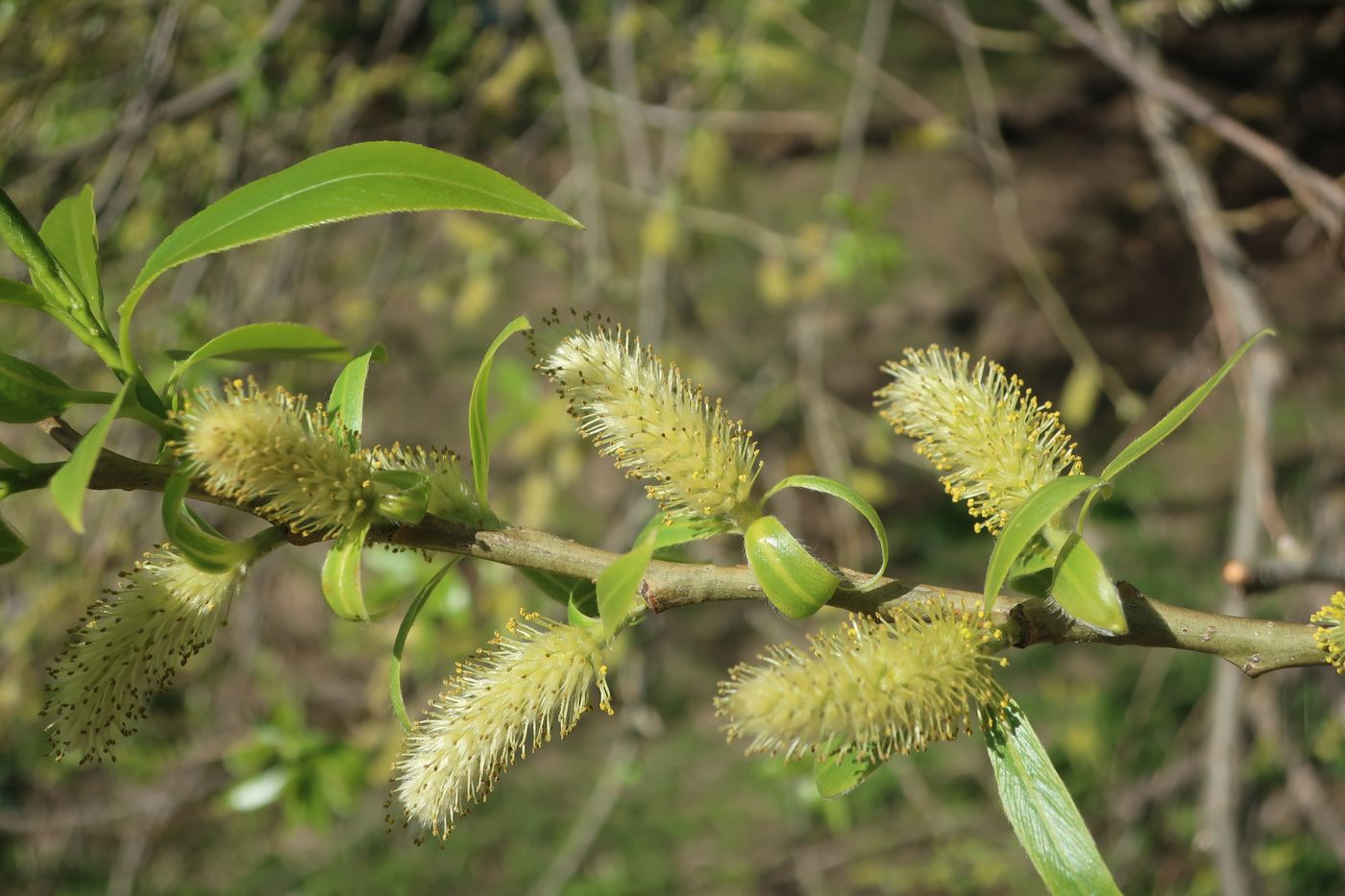 Изображение особи Salix euxina.