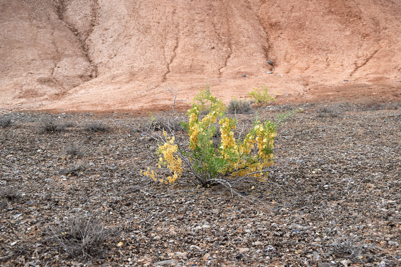 Изображение особи Zygophyllum ferganense.