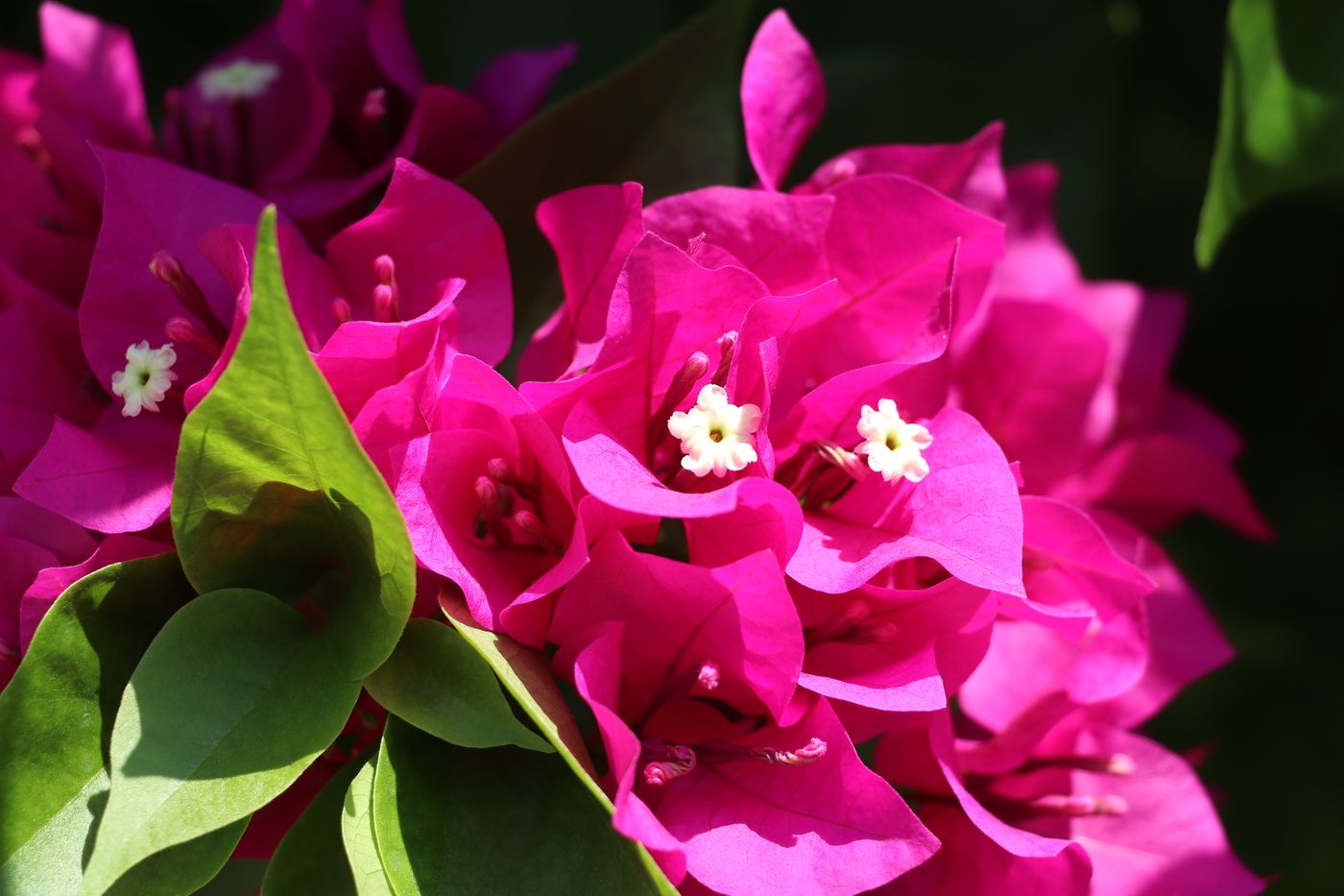 Изображение особи Bougainvillea glabra.