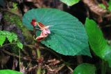 genus Begonia. Цветок и лист. Малайзия, штат Саравак, округ Мири, национальный парк «Мулу». 12.03.2015.