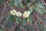 Rhododendron sinofalconeri. Ветви с соцветиями. Бутан, дзонгхаг Тронгса, национальный парк \"Jigme Singye Wangchuck\". 03.05.2019.