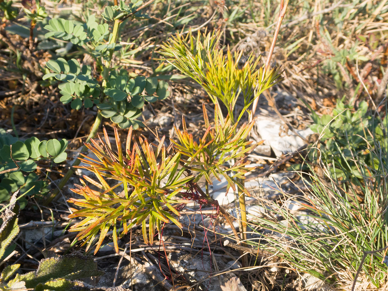 Изображение особи Peucedanum tauricum.