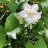 Philadelphus tenuifolius