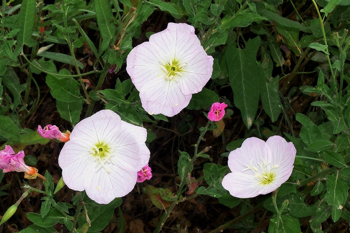 Изображение особи Oenothera speciosa.