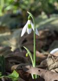 Galanthus cilicicus. Цветущее растение. Турция, пров. Анталья, национальный парк \"Олимпос-Бейдаглары\", пос. Чиралы, платановая рощица. 02.01.2022.