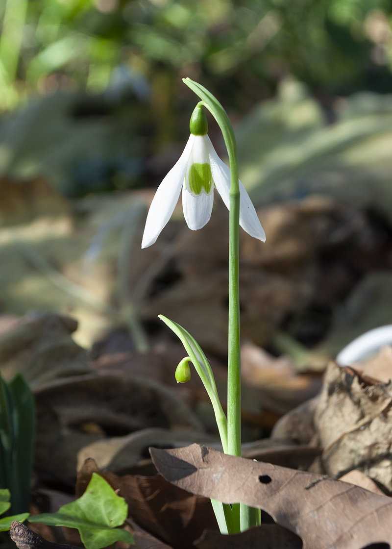 Image of Galanthus cilicicus specimen.