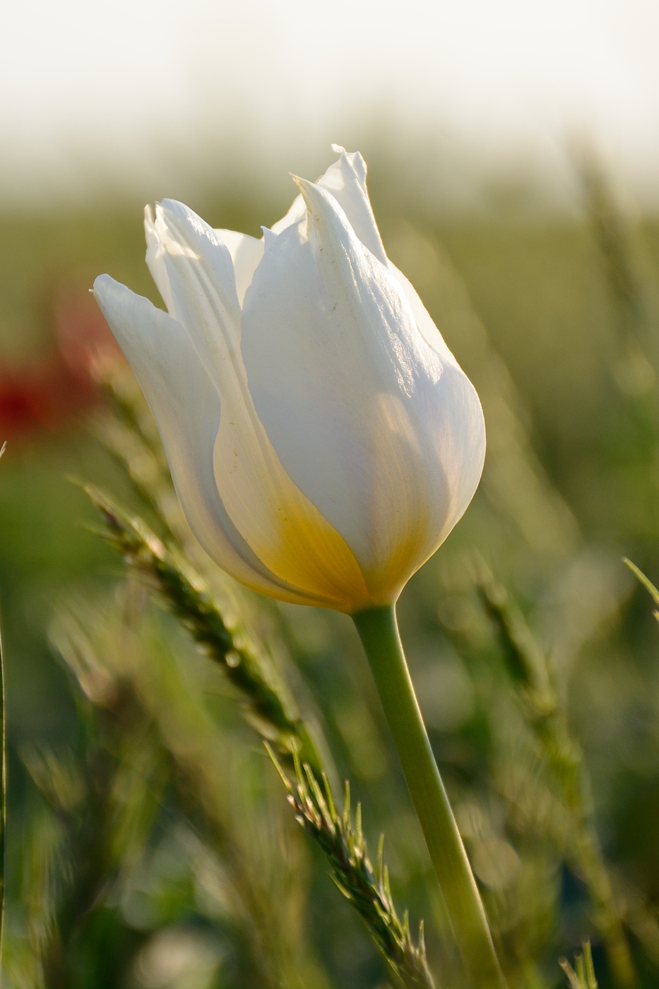 Image of Tulipa suaveolens specimen.