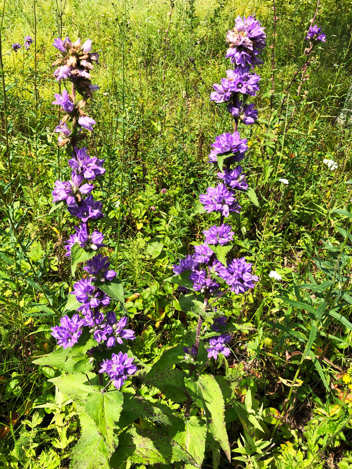 Image of Campanula cephalotes specimen.