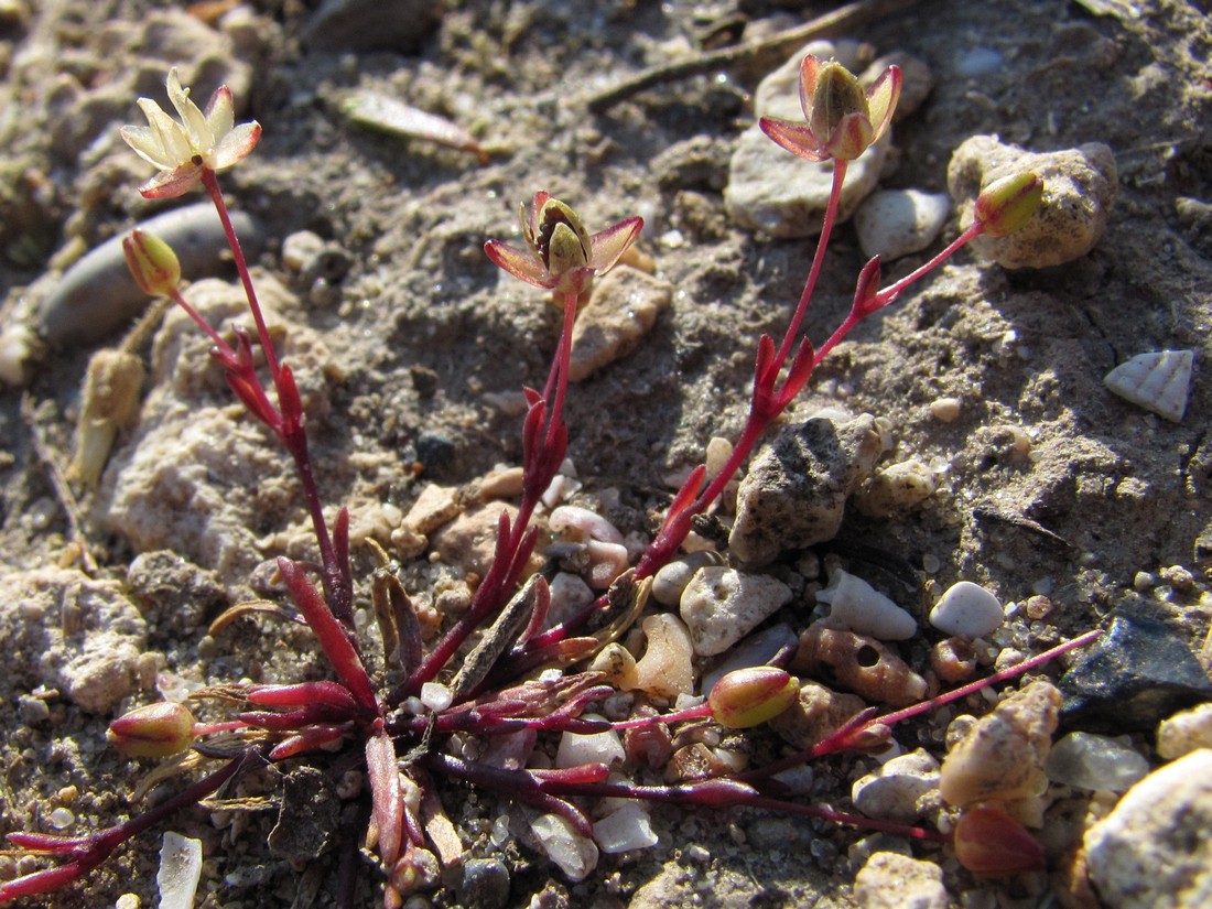 Image of Sagina maritima specimen.