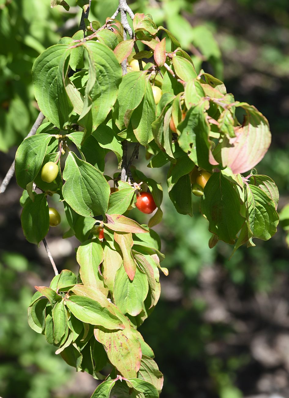 Изображение особи Cornus mas.