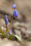 Scilla siberica