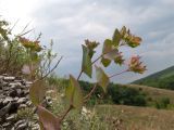 Bupleurum rotundifolium