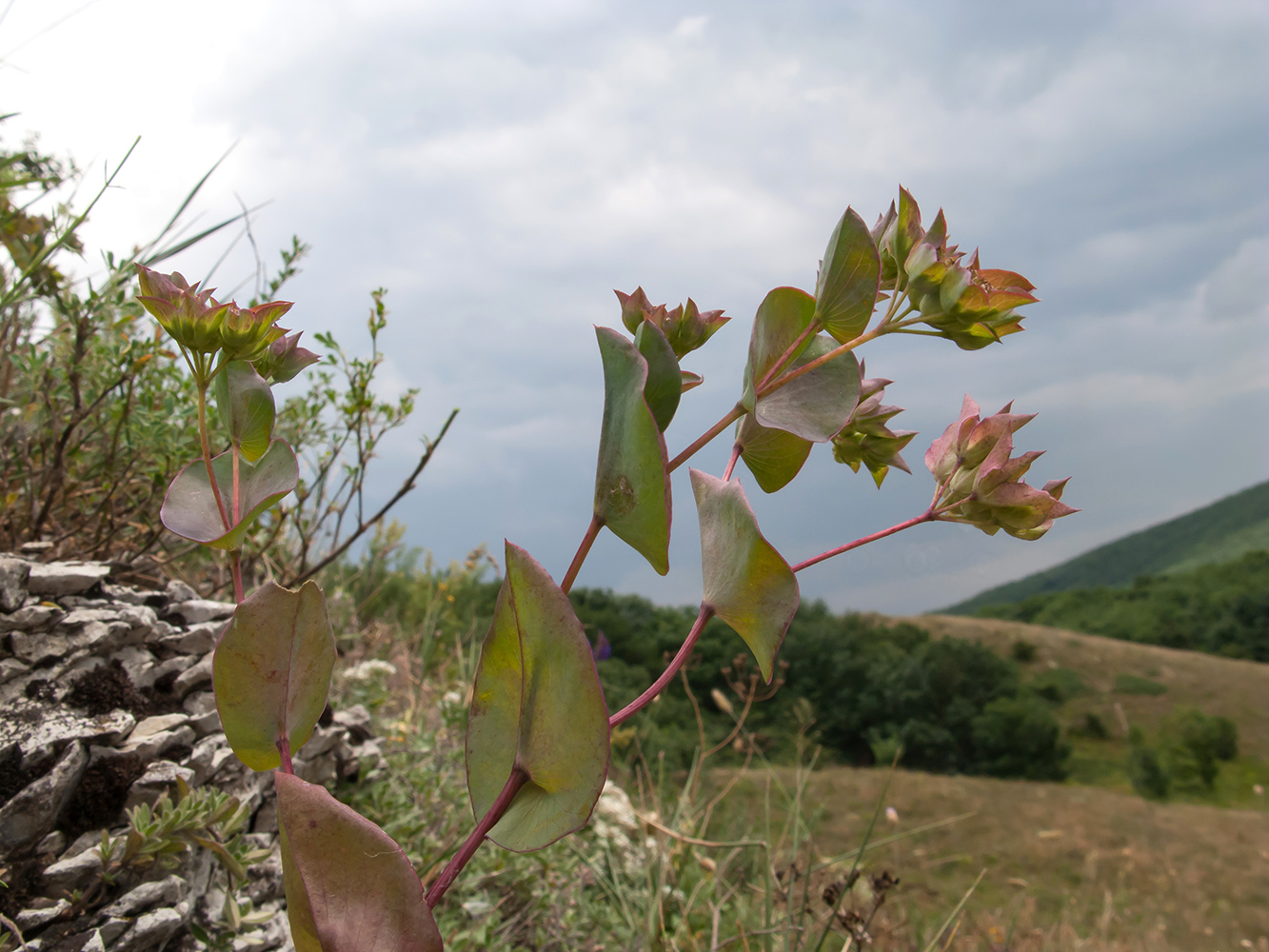 Image of Bupleurum rotundifolium specimen.