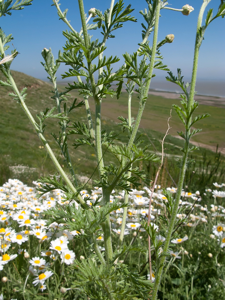 Image of Anthemis ruthenica specimen.