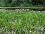 Stratiotes aloides