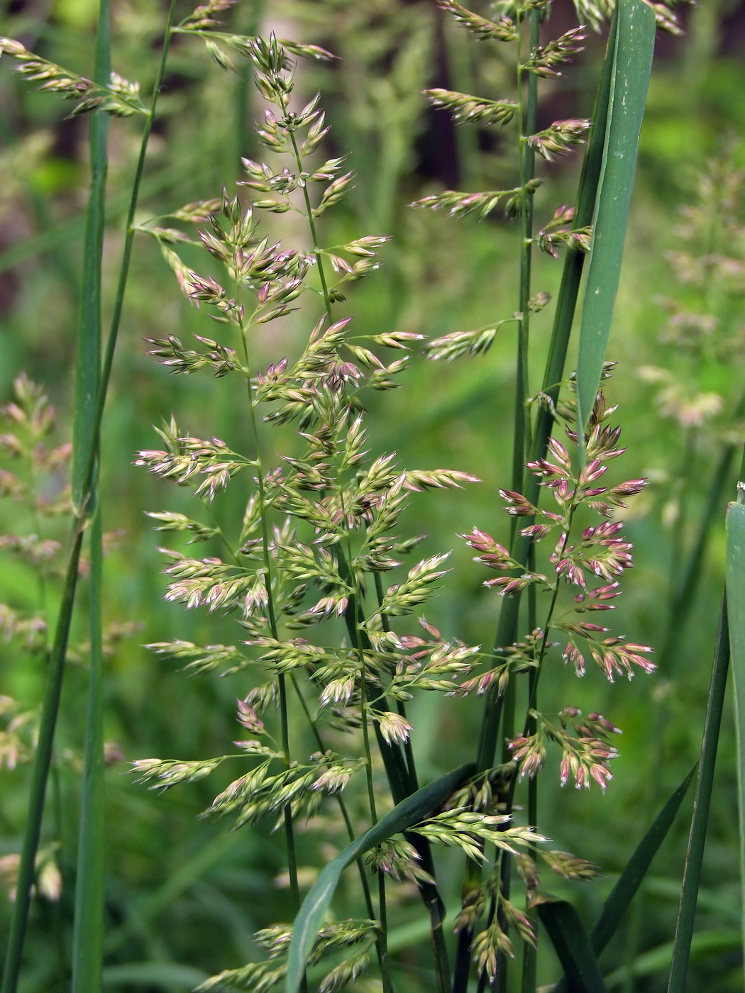 Изображение особи Phalaroides arundinacea.