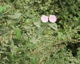 Calystegia spectabilis