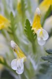 Pedicularis condensata