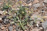 Zygophyllum miniatum. Цветущее растение. Узбекистан, Каракалпакия, хр. Султан-Уиздаг, щебнистый склон. 8 апреля 2023 г.