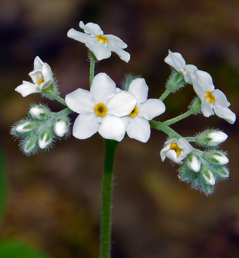 Image of Myosotis lithospermifolia specimen.