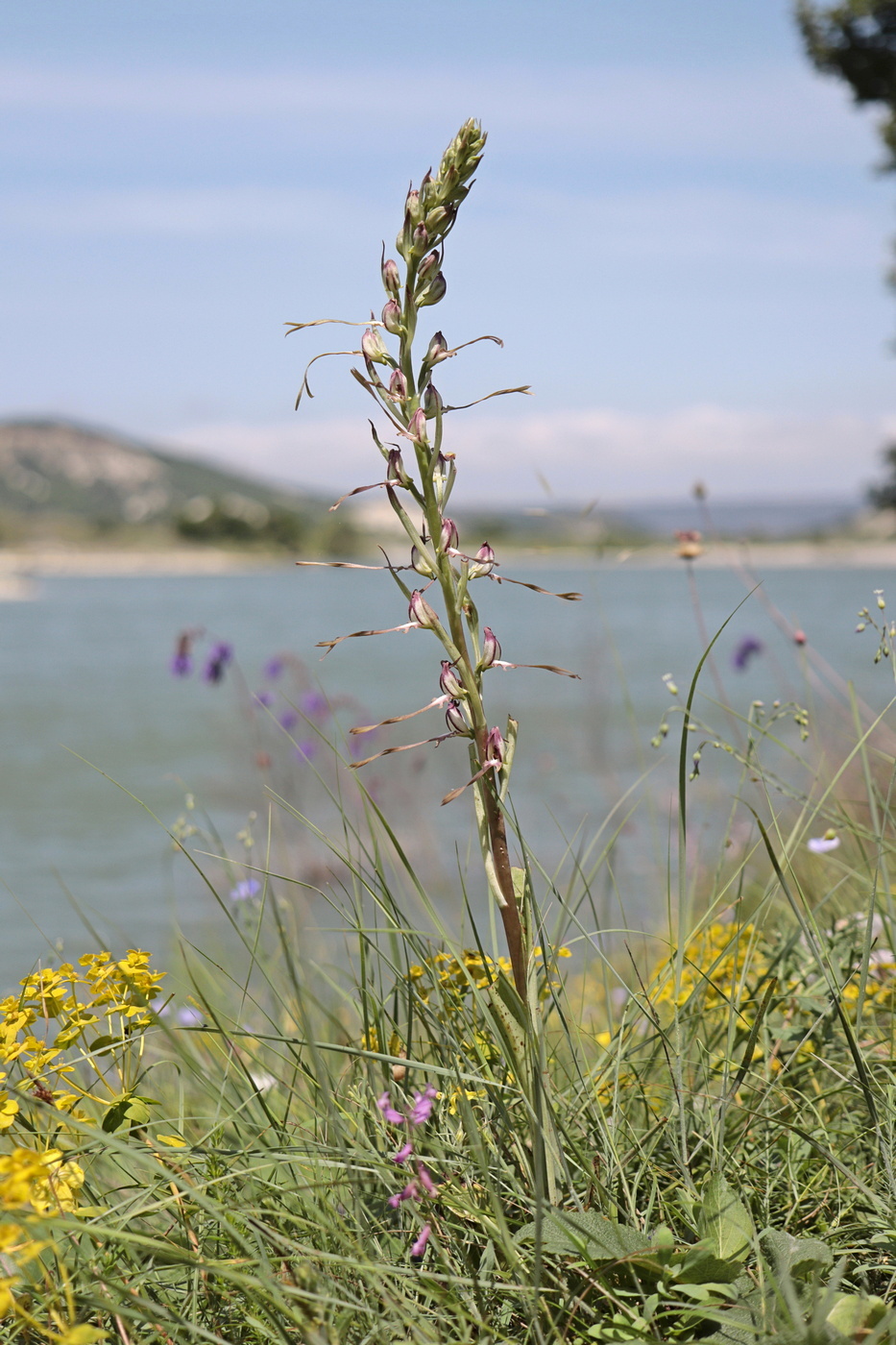 Image of Himantoglossum caprinum specimen.