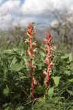 Orobanche form maxima