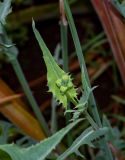 Sonchus oleraceus