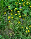 genus Ranunculus