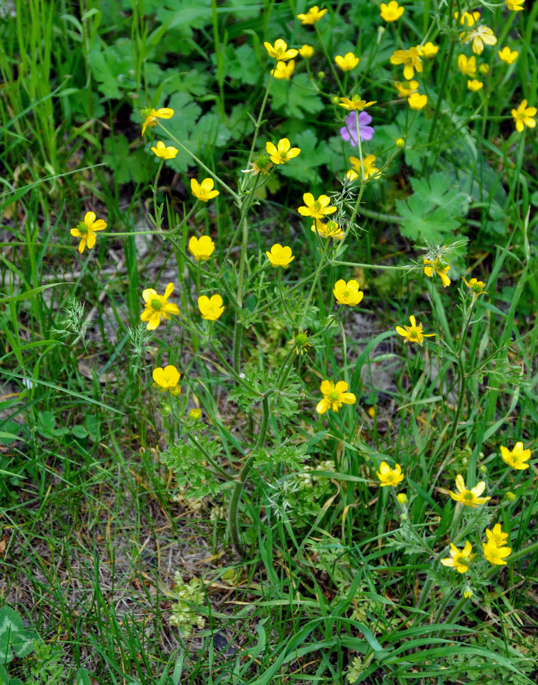 Image of genus Ranunculus specimen.