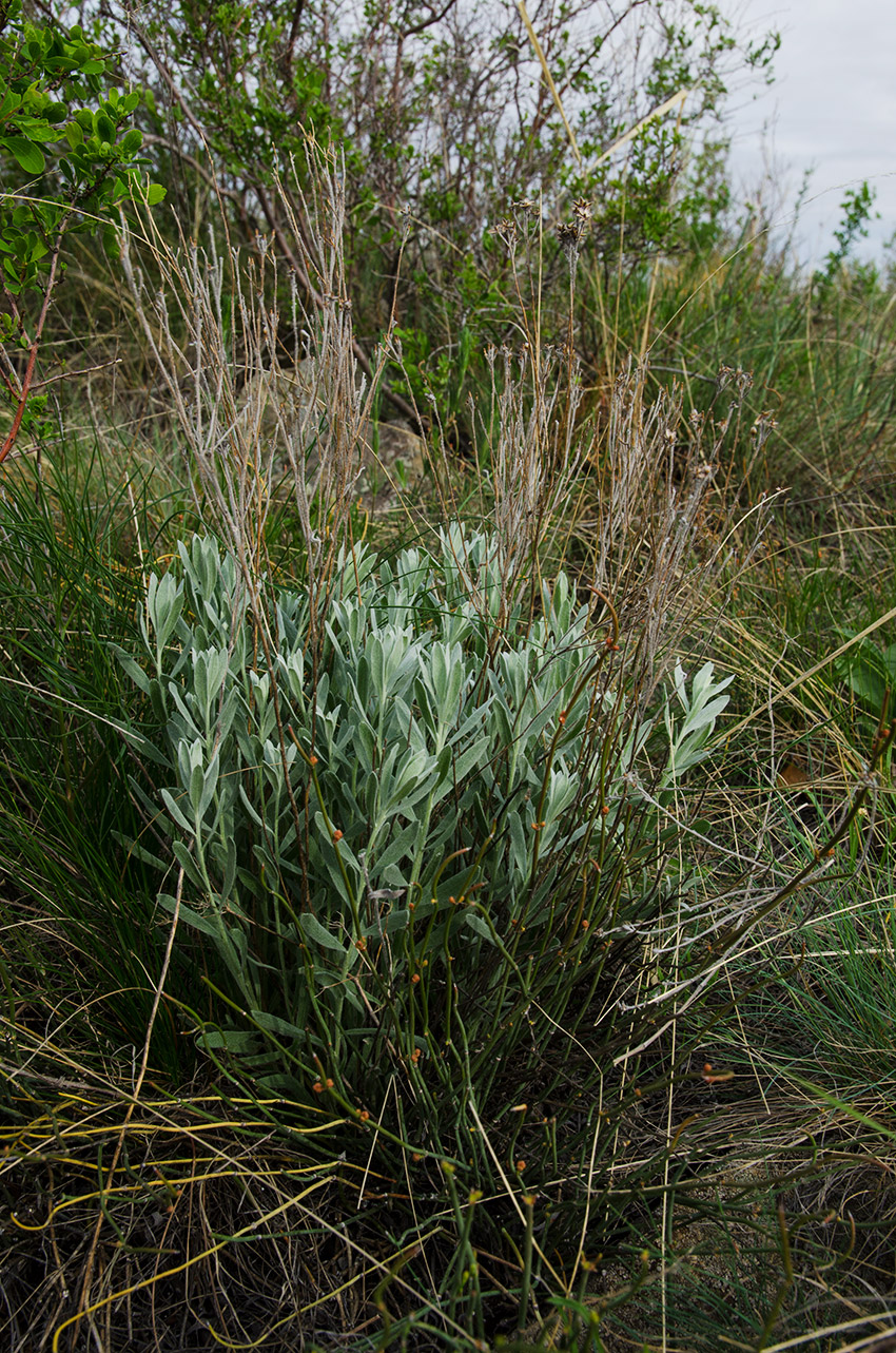 Image of Galatella villosa specimen.