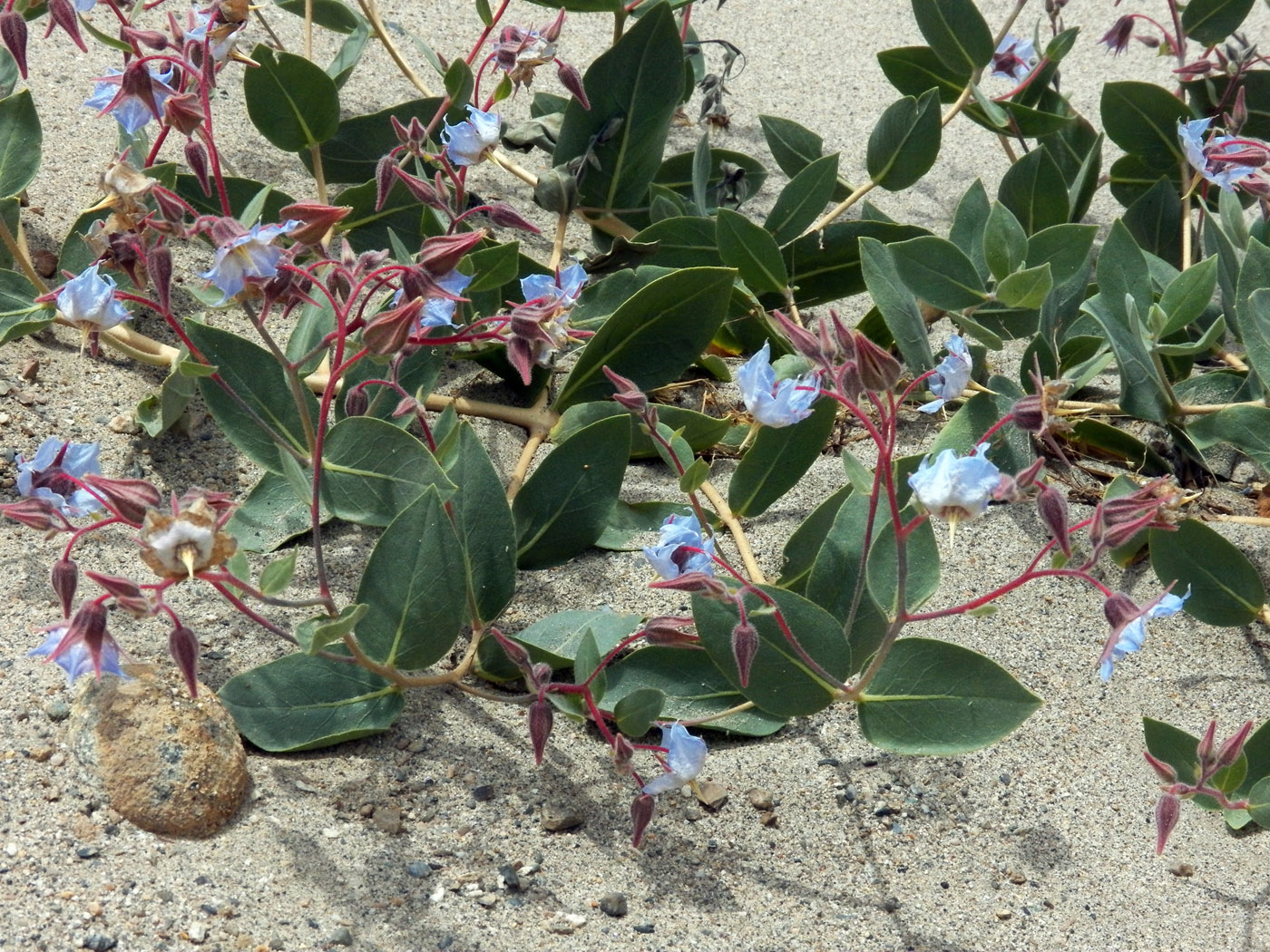 Image of Trichodesma incanum specimen.
