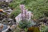 Pedicularis violascens