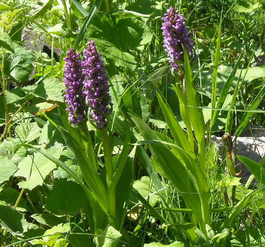 Изображение особи Dactylorhiza incarnata.