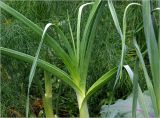 Allium porrum