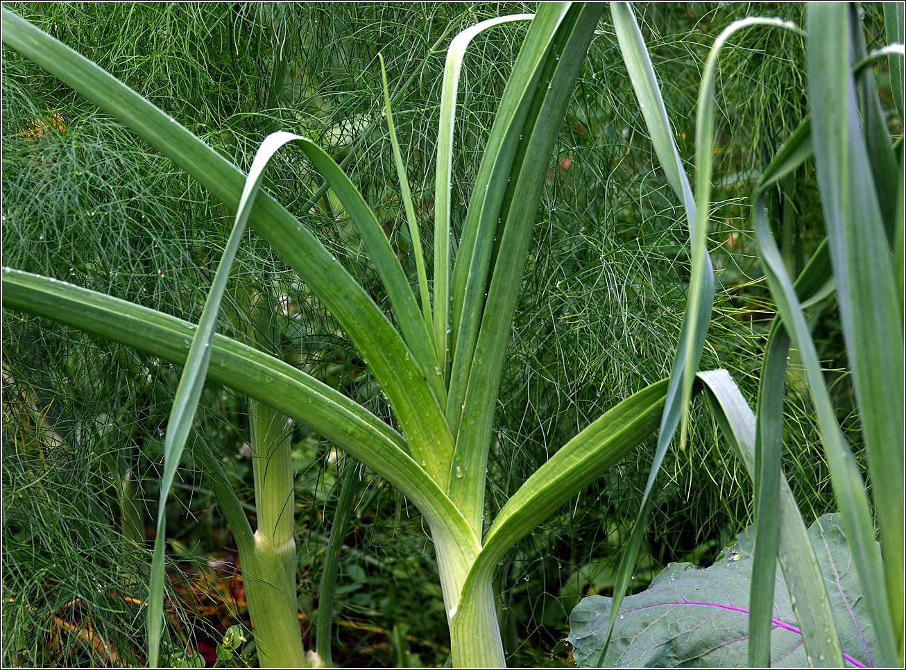 Изображение особи Allium porrum.