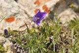 Campanula saxifraga. Цветущее растение. Карачаево-Черкесия, Карачаевский р-н, Большой Кавказ, правый борт долины Дорбунчат, седловина перевала Охотничий, ≈ 3220 м н.у.м., мелкая осыпь 22.07.2023.