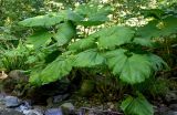 Petasites hybridus. Вегетирующие растения. Грузия, Аджария, национальный парк \"Мтирала\", каменистый берег ручья. 17.06.2023.