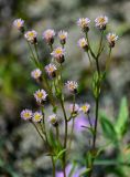 Erigeron acris. Верхушки побегов с соцветиями. Красноярский край, Таймырский Долгано-Ненецкий р-н, плато Путорана, долина р. Кутарамакан, каменистый пляж. 25.07.2023.