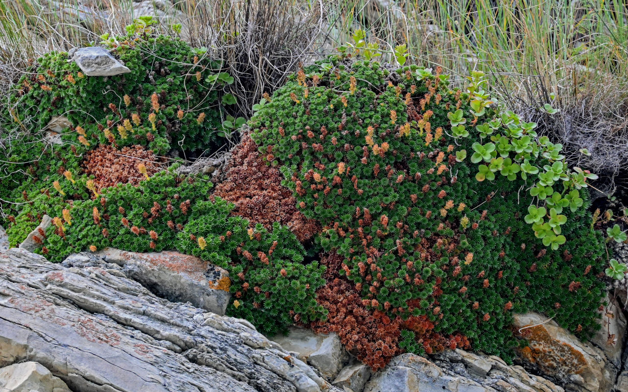 Изображение особи Saxifraga juniperifolia.