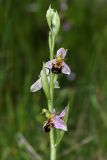 Ophrys apifera