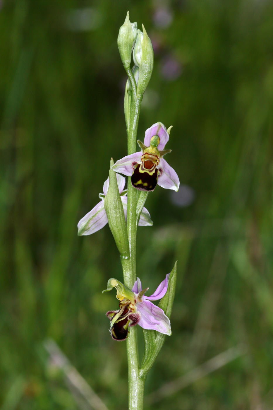 Изображение особи Ophrys apifera.