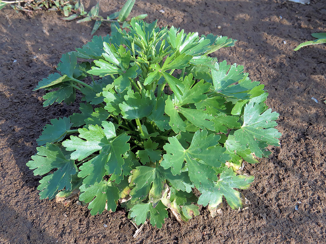 Изображение особи Ranunculus sceleratus.