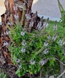 Ocimum basilicum