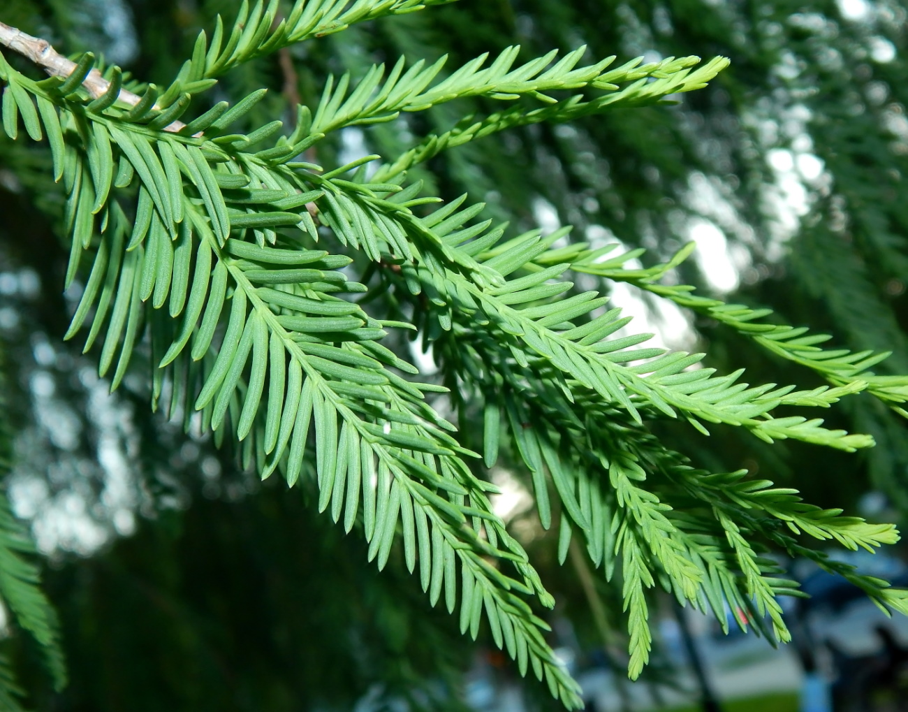 Изображение особи семейство Taxodiaceae.