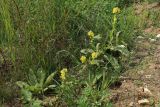 Verbascum thapsus. Поваленное плодоносящее растение, развившее пазушные побеги с соцветиями; на переднем плане - вегетирующие растения и (слева) - молодая особь (розетка), вероятно, Verbascum nigrum. Беларусь, Витебская обл., пос. Езерище, дол. р. Оболь у плотины, нарушенный сырой луг, на участке обнажённого грунта. 31.07.2023.