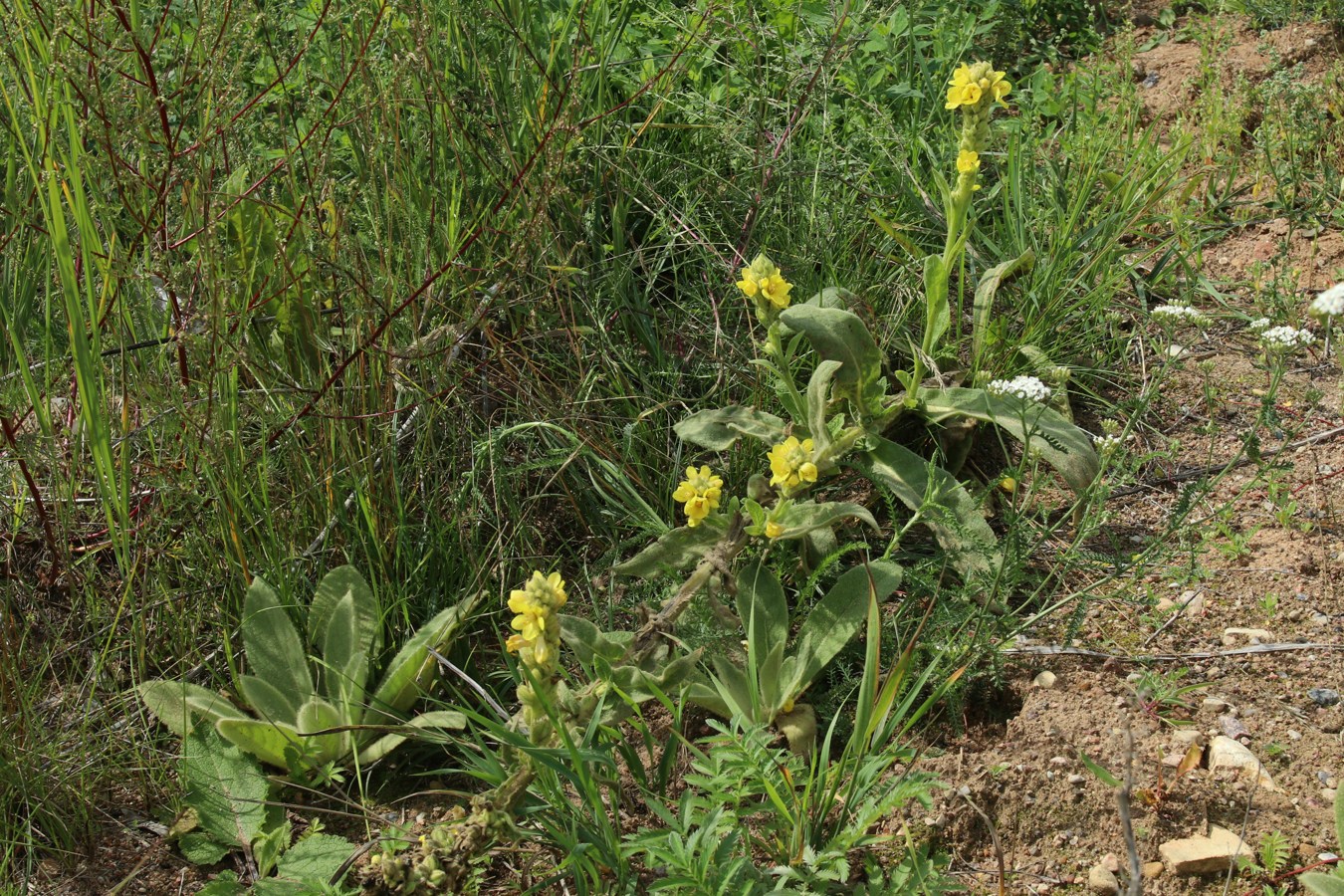 Изображение особи Verbascum thapsus.