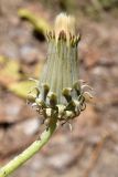 Taraxacum turcomanicum