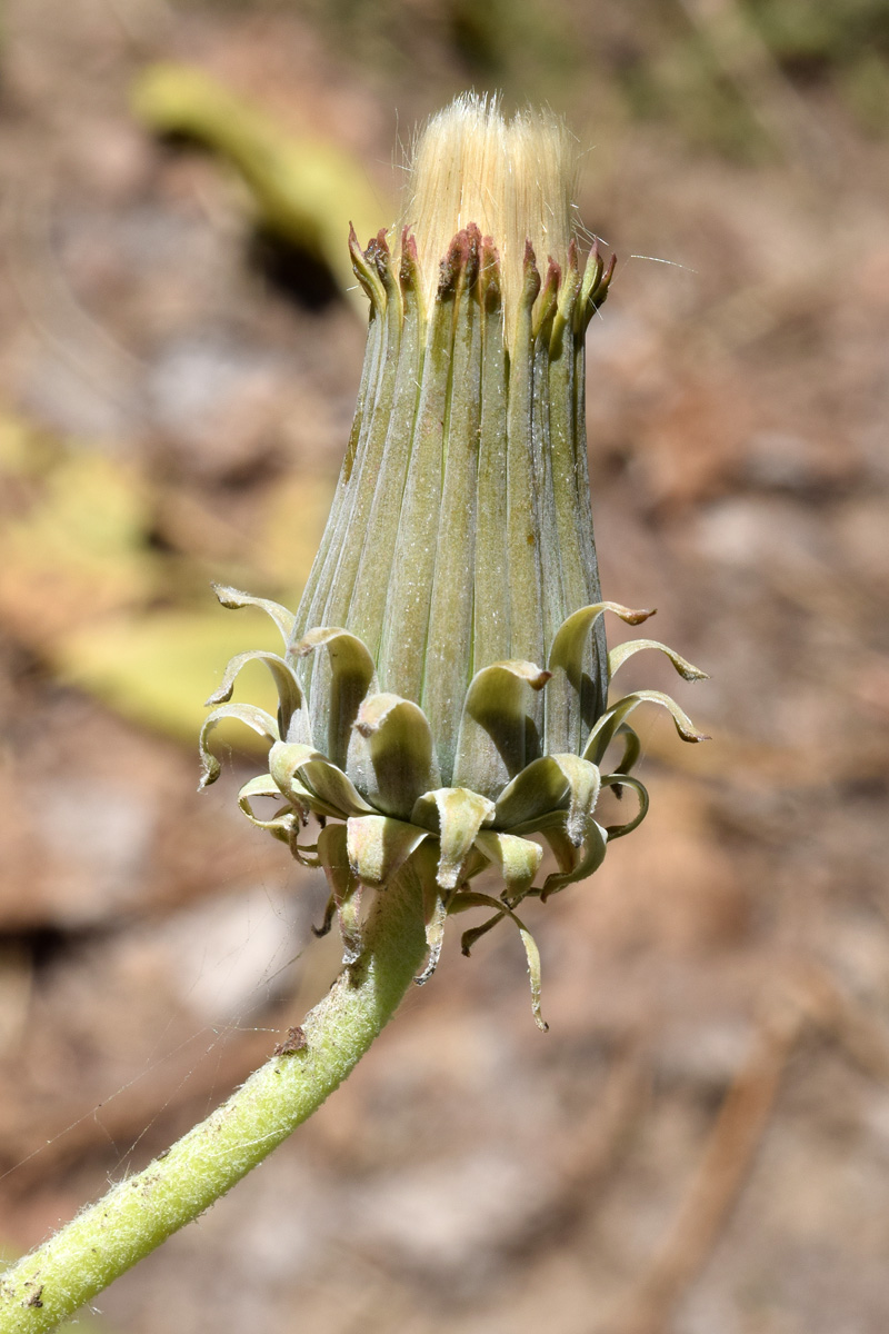 Image of Taraxacum turcomanicum specimen.