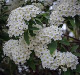 Spiraea cantoniensis. Верхушка цветущей веточки. Абхазия, Гагрский р-н, с. Лдзаа, озеленение. 11.04.2024.