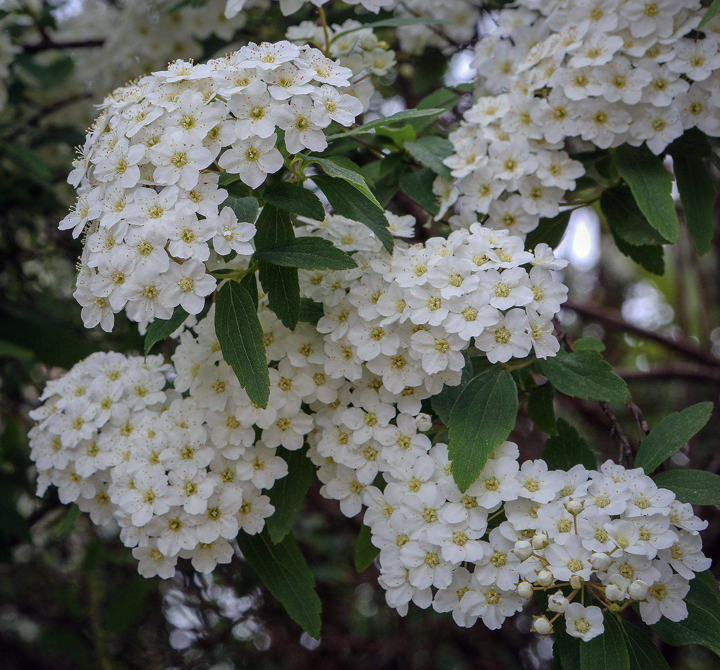 Image of Spiraea cantoniensis specimen.